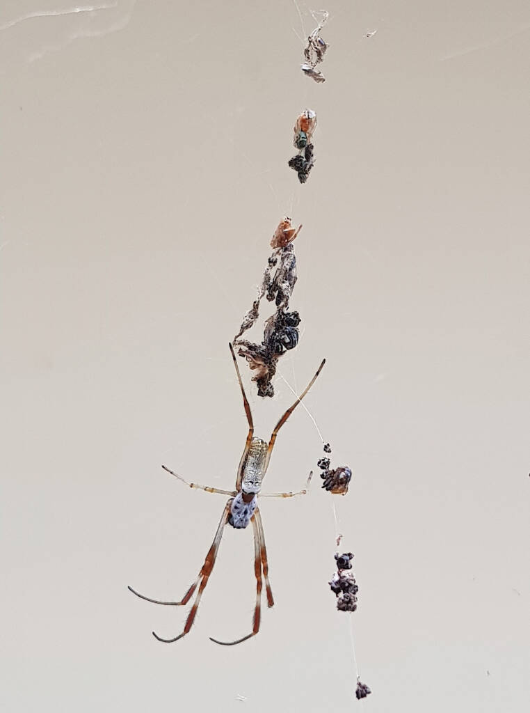 Australian Golden Orb Weaver Spider (Trichonephila edulis), Alice Springs NT