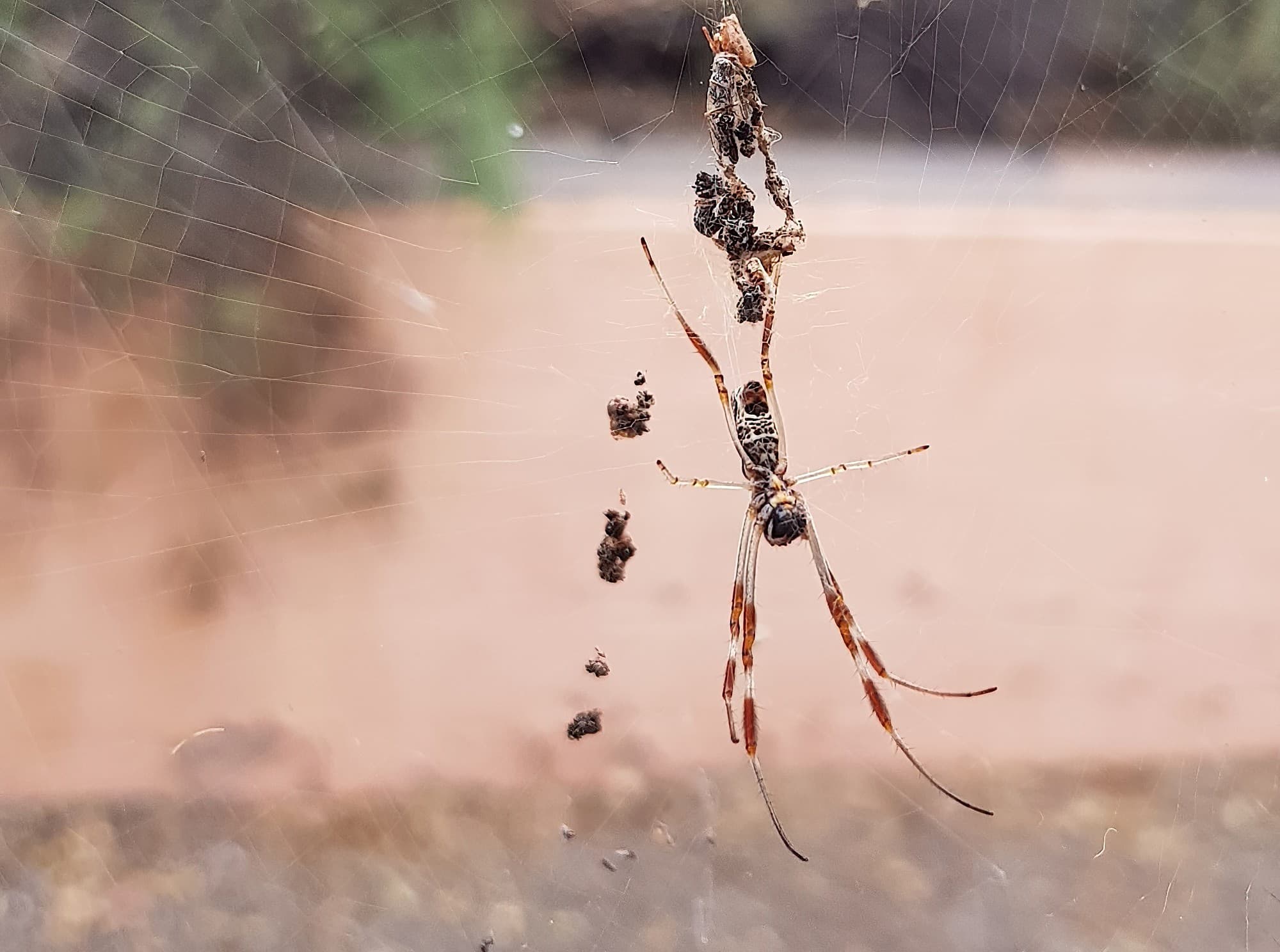 Australian Golden Orb Weaver Spider (Trichonephila edulis), Alice Springs NT
