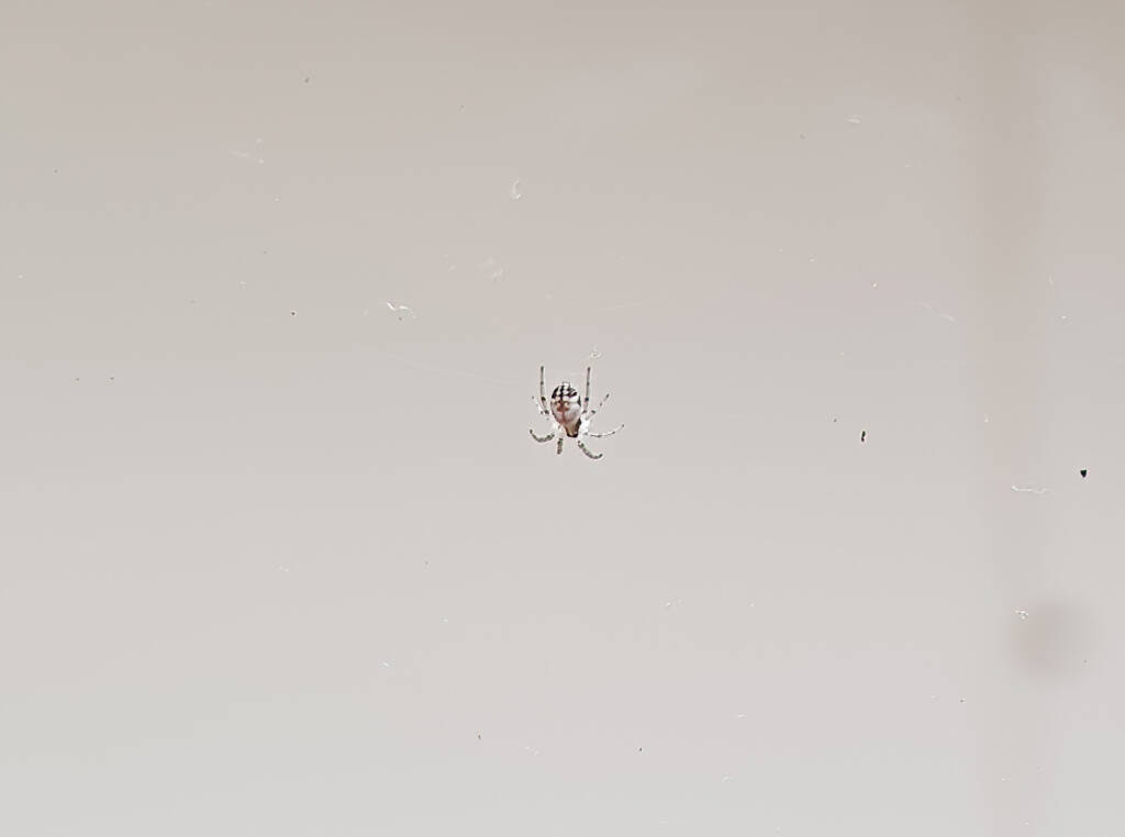 Male Australian Golden Orb Weaver Spider (Trichonephila edulis), Alice Springs NT