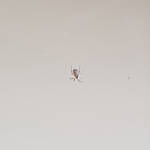 Male Australian Golden Orb Weaver Spider (Trichonephila edulis), Alice Springs NT