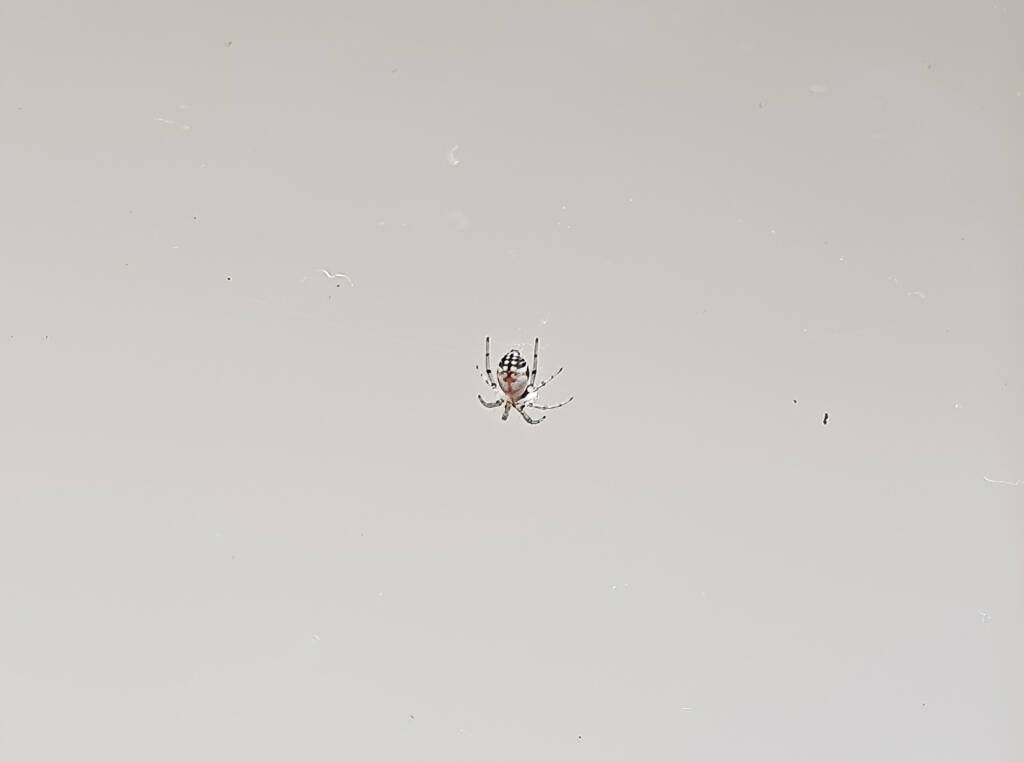 Male Australian Golden Orb Weaver Spider (Trichonephila edulis), Alice Springs NT