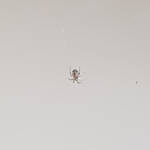 Male Australian Golden Orb Weaver Spider (Trichonephila edulis), Alice Springs NT