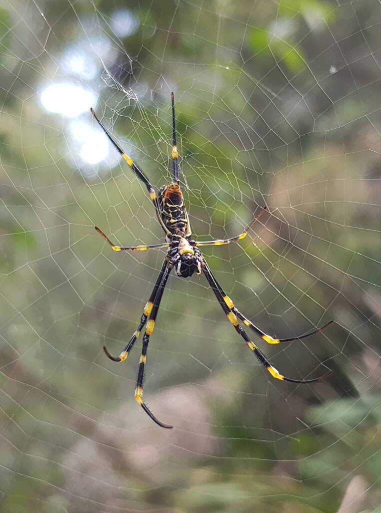 Tiger Spider (Trichonephila plumipes), Stony Range Regional Botanic Garden, Dee Why NSW
