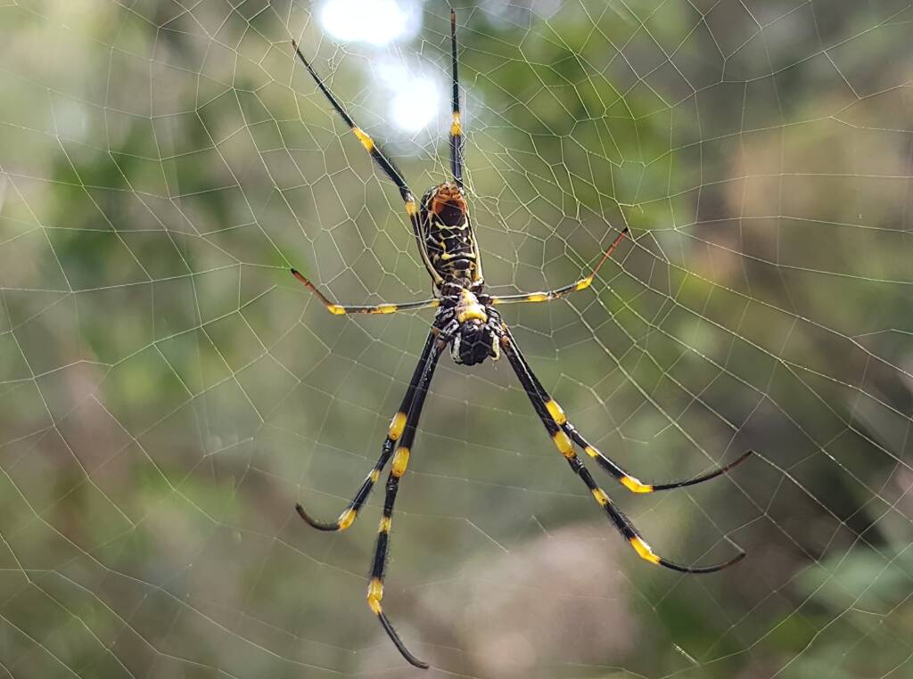 Tiger Spider (Trichonephila plumipes), Stony Range Regional Botanic Garden, Dee Why NSW
