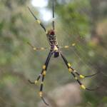 Tiger Spider (Trichonephila plumipes), Stony Range Regional Botanic Garden, Dee Why NSW