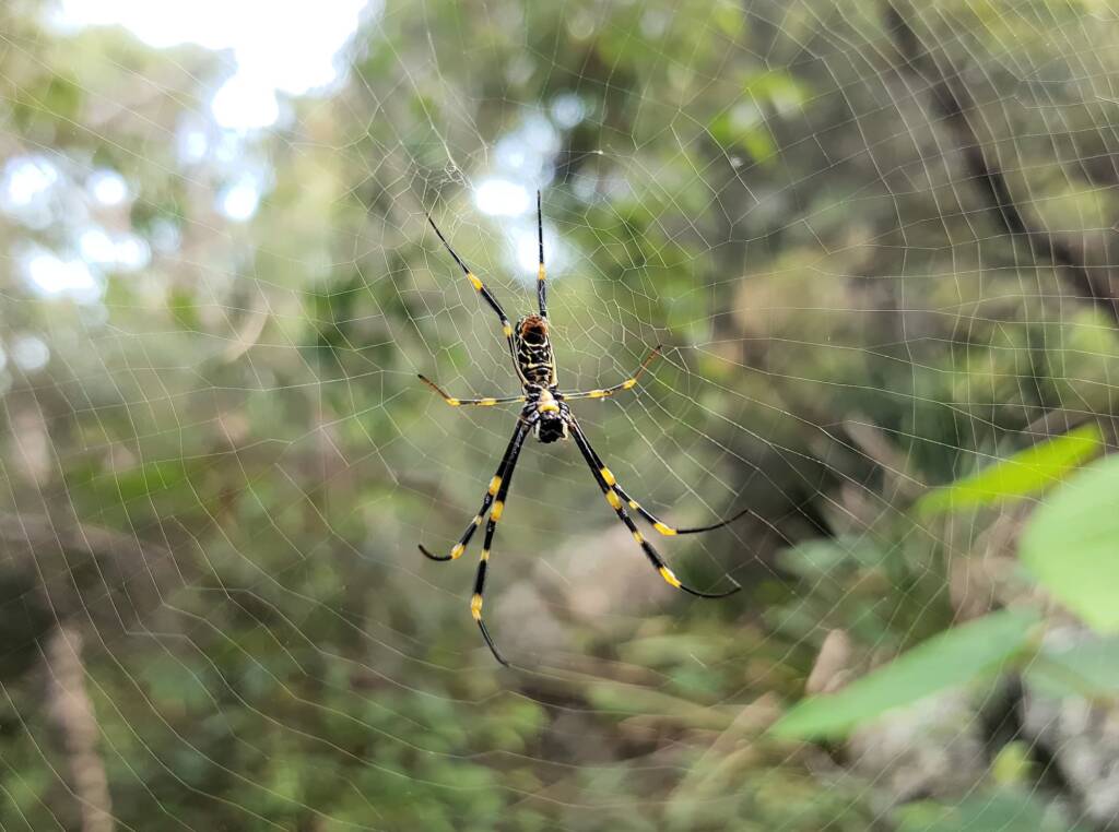 Tiger Spider (Trichonephila plumipes), Stony Range Regional Botanic Garden, Dee Why NSW