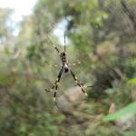 Tiger Spider (Trichonephila plumipes), Stony Range Regional Botanic Garden, Dee Why NSW