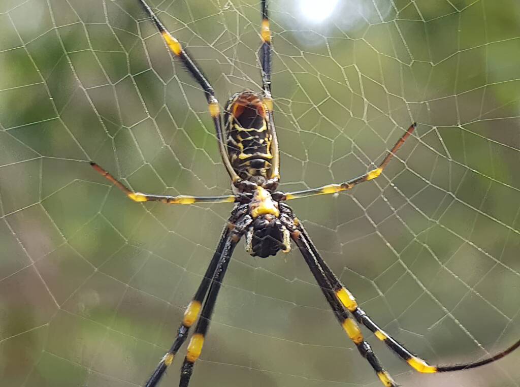 Tiger Spider (Trichonephila plumipes), Stony Range Regional Botanic Garden, Dee Why NSW