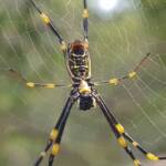 Tiger Spider (Trichonephila plumipes), Stony Range Regional Botanic Garden, Dee Why NSW