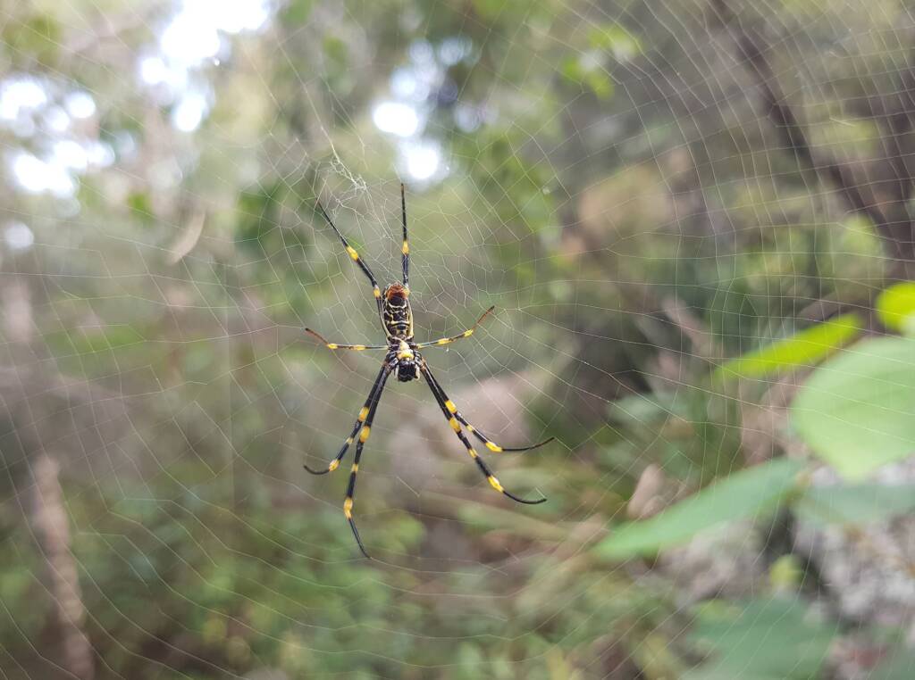 Tiger Spider (Trichonephila plumipes), Stony Range Regional Botanic Garden, Dee Why NSW