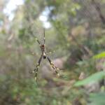 Tiger Spider (Trichonephila plumipes), Stony Range Regional Botanic Garden, Dee Why NSW