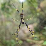 Tiger Spider (Trichonephila plumipes), Stony Range Regional Botanic Garden, Dee Why NSW