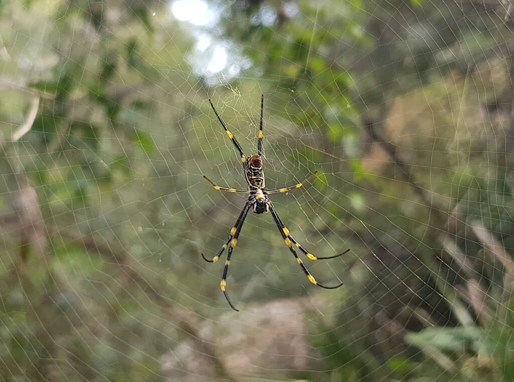 Tiger Spider (Trichonephila plumipes), Stony Range Regional Botanic Garden, Dee Why NSW