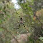 Tiger Spider (Trichonephila plumipes), Stony Range Regional Botanic Garden, Dee Why NSW
