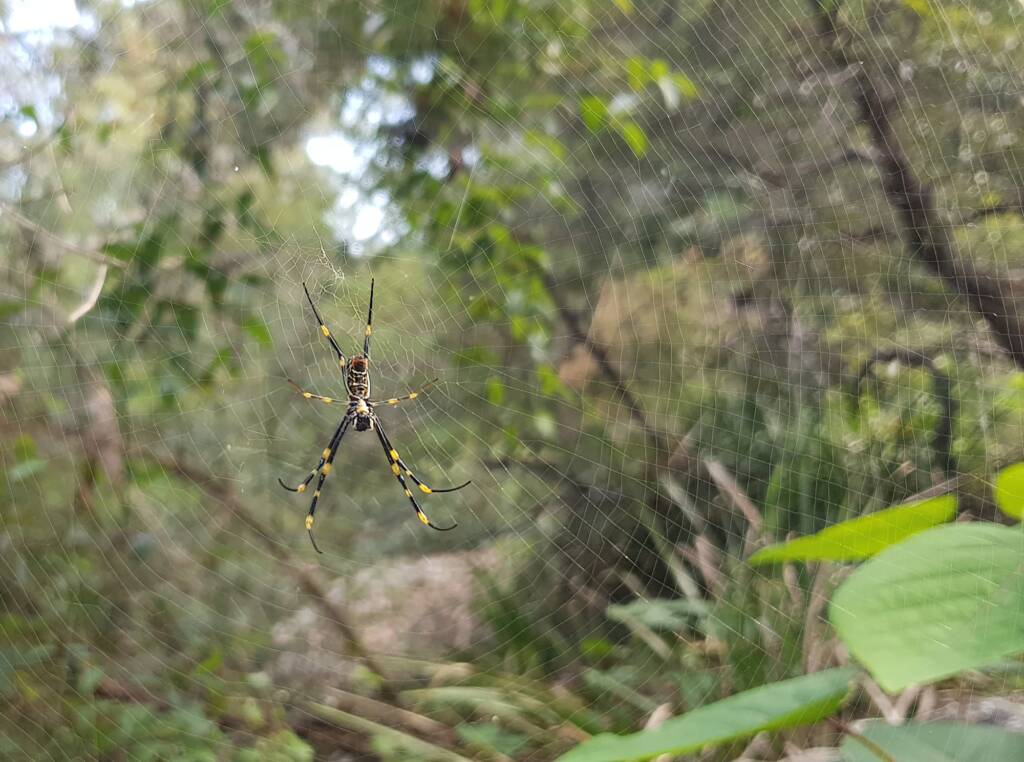 Tiger Spider (Trichonephila plumipes), Stony Range Regional Botanic Garden, Dee Why NSW