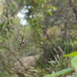 Tiger Spider (Trichonephila plumipes), Stony Range Regional Botanic Garden, Dee Why NSW