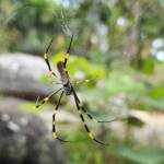 Tiger Spider (Trichonephila plumipes), Stony Range Regional Botanic Garden, Dee Why NSW