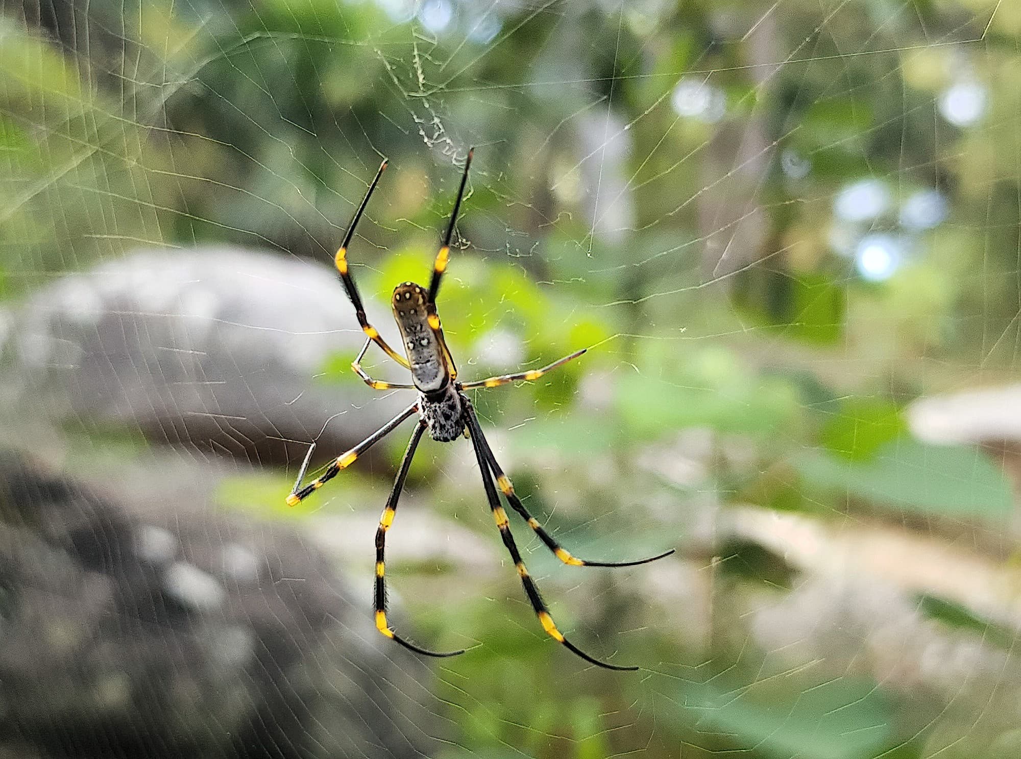 Tiger Spider (Trichonephila plumipes), Stony Range Regional Botanic Garden, Dee Why NSW