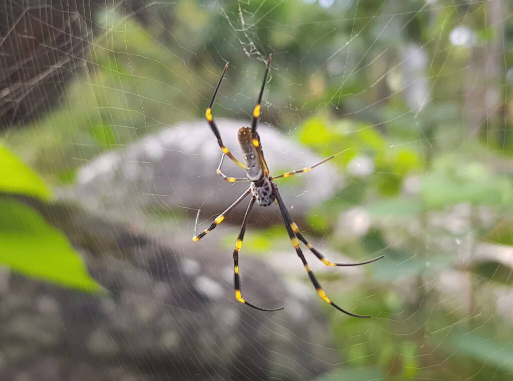 Tiger Spider (Trichonephila plumipes), Stony Range Regional Botanic Garden, Dee Why NSW