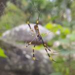 Tiger Spider (Trichonephila plumipes), Stony Range Regional Botanic Garden, Dee Why NSW