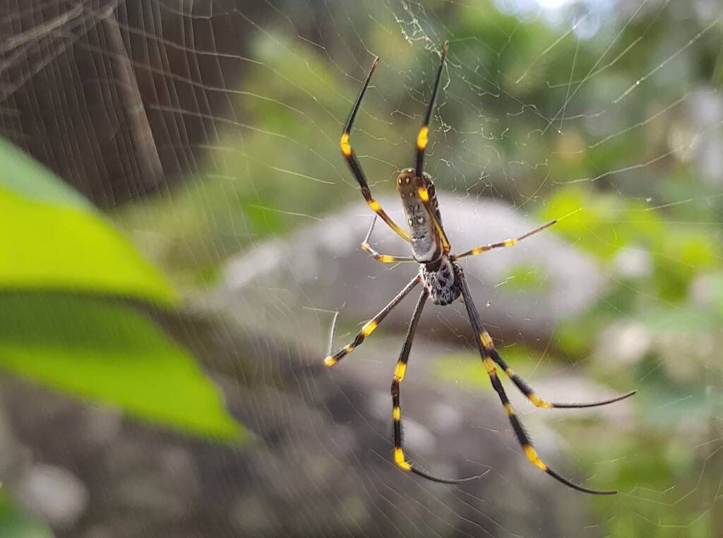 Tiger Spider (Trichonephila plumipes), Stony Range Regional Botanic Garden, Dee Why NSW