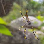 Tiger Spider (Trichonephila plumipes), Stony Range Regional Botanic Garden, Dee Why NSW