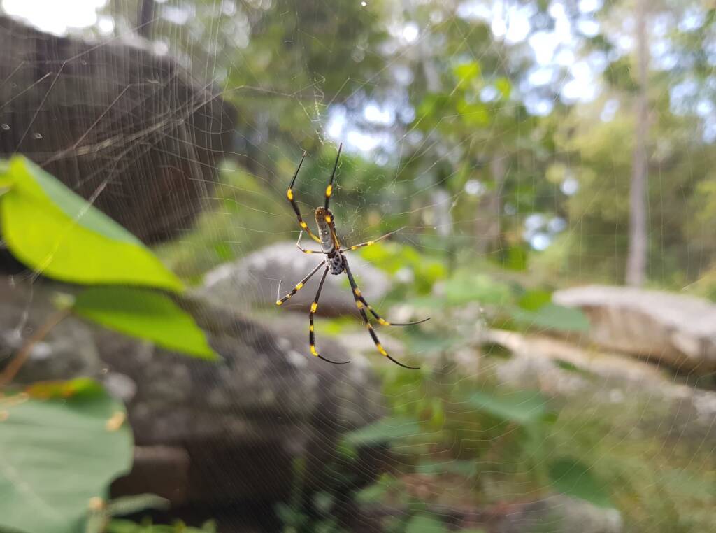 Tiger Spider (Trichonephila plumipes), Stony Range Regional Botanic Garden, Dee Why NSW