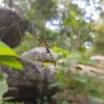 Tiger Spider (Trichonephila plumipes), Stony Range Regional Botanic Garden, Dee Why NSW