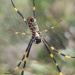 Tiger Spider (Trichonephila plumipes), Stony Range Regional Botanic Garden, Dee Why NSW