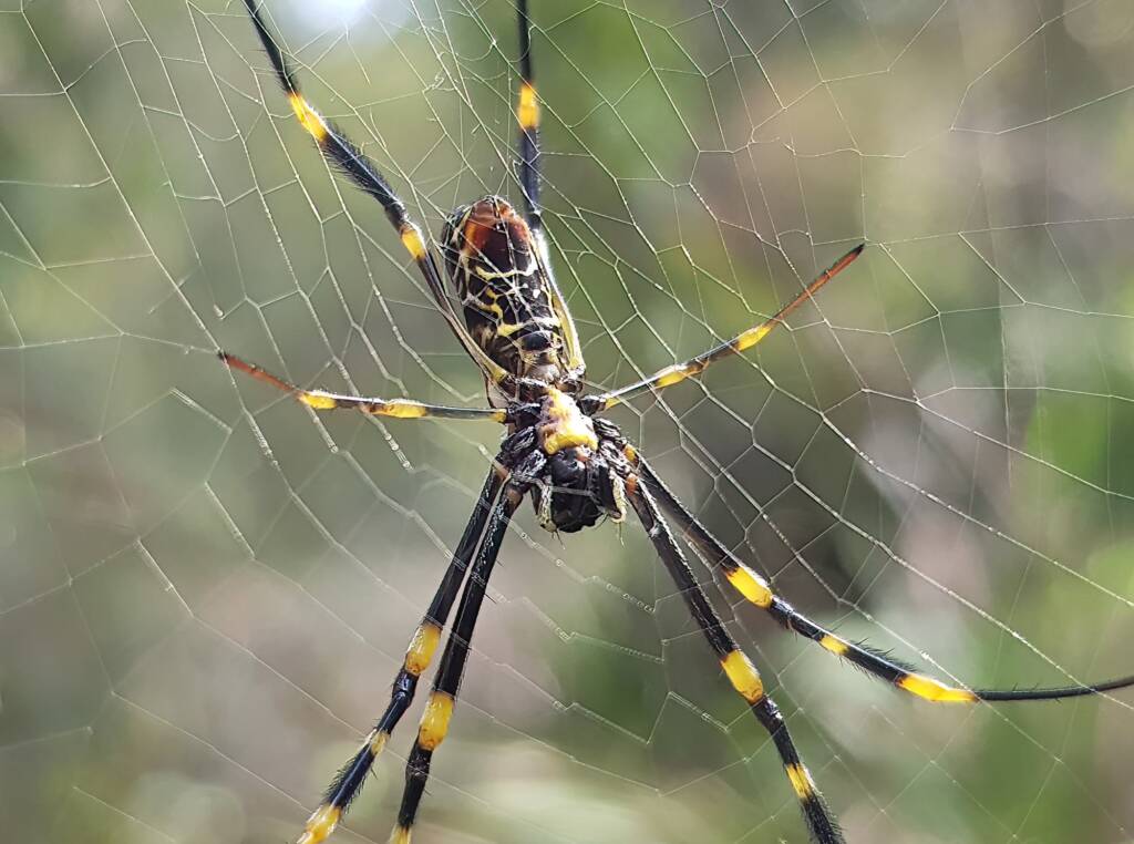 Tiger Spider (Trichonephila plumipes), Stony Range Regional Botanic Garden, Dee Why NSW