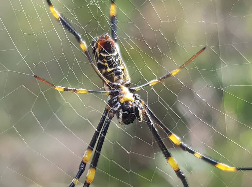 Tiger Spider (Trichonephila plumipes), Stony Range Regional Botanic Garden, Dee Why NSW