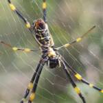 Tiger Spider (Trichonephila plumipes), Stony Range Regional Botanic Garden, Dee Why NSW