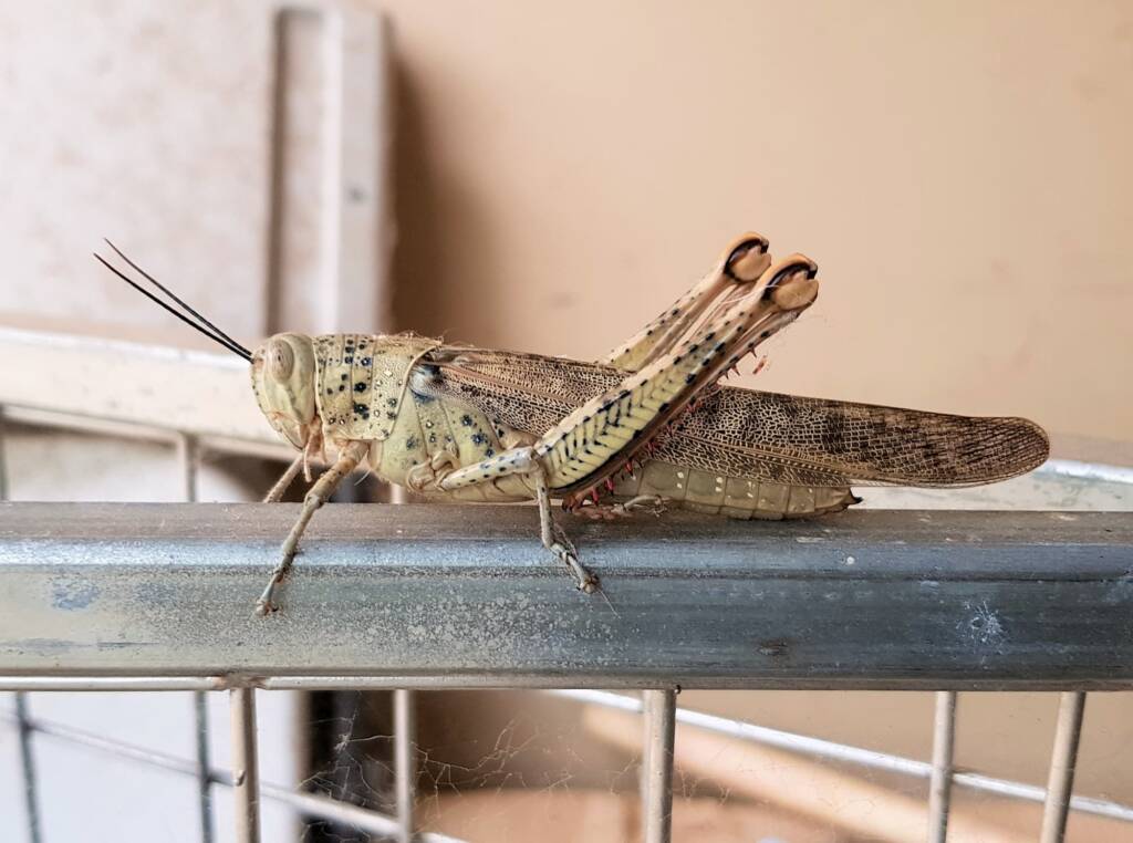 Giant Grasshopper (Valanga irregularis), Alice Springs NT