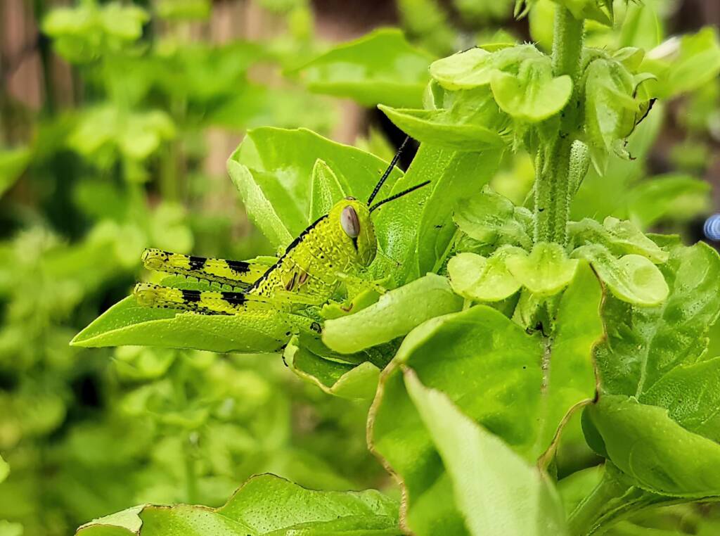 Nymph stage of Giant Grasshopper (Valanga irregularis), Alice Springs NT