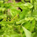 Nymph stage of Giant Grasshopper (Valanga irregularis), Alice Springs NT