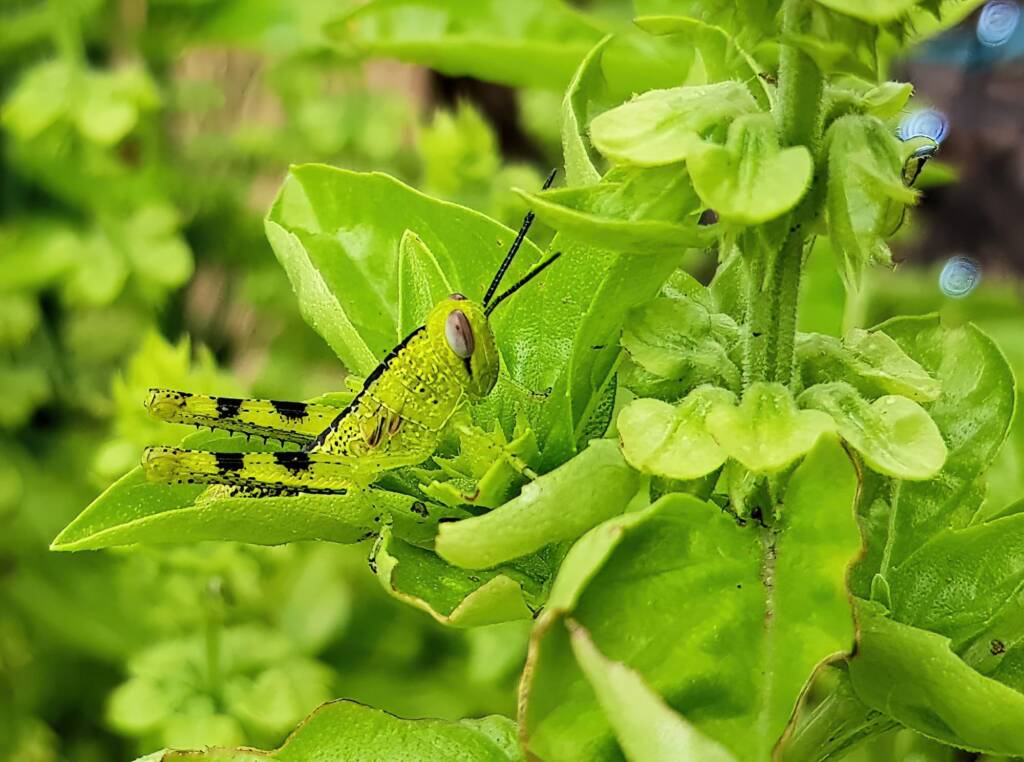 Nymph stage of Giant Grasshopper (Valanga irregularis), Alice Springs NT