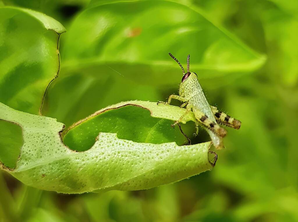Nymph stage of Giant Grasshopper (Valanga irregularis), Alice Springs NT