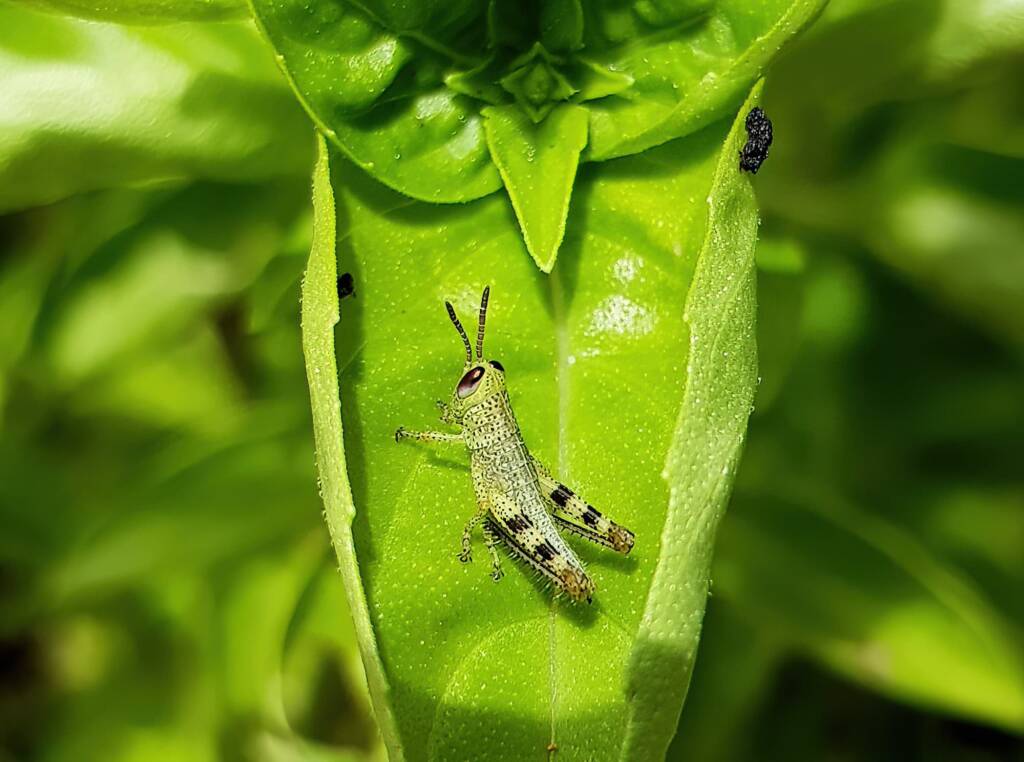 Nymph stage of Giant Grasshopper (Valanga irregularis), Alice Springs NT