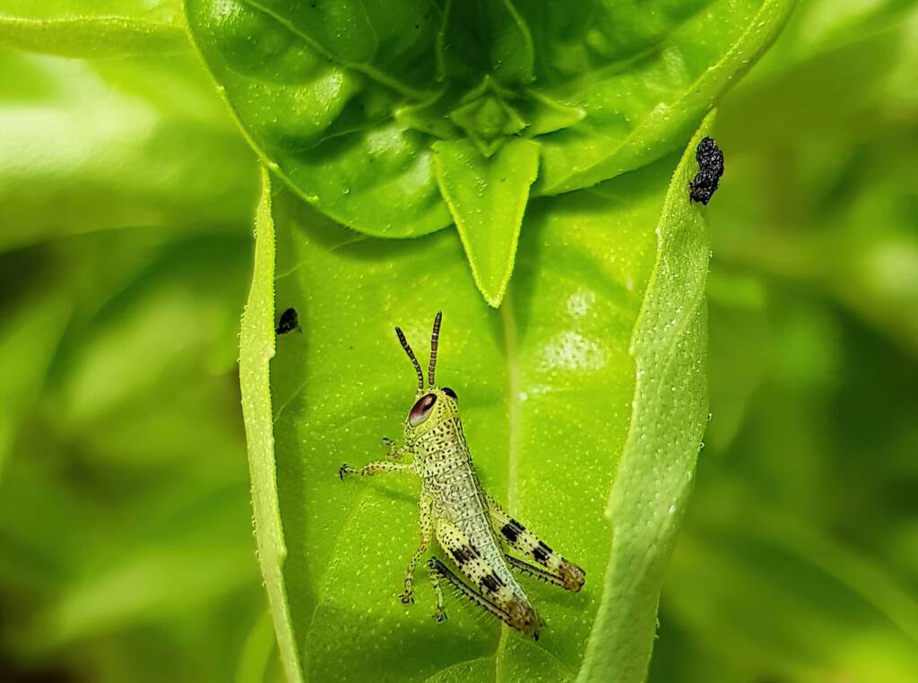 Nymph stage of Giant Grasshopper (Valanga irregularis), Alice Springs NT