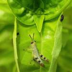 Nymph stage of Giant Grasshopper (Valanga irregularis), Alice Springs NT