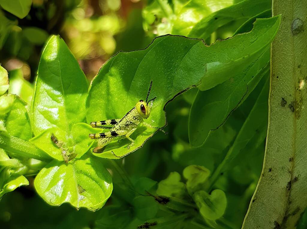 Nymph stage of Giant Grasshopper (Valanga irregularis), Alice Springs NT