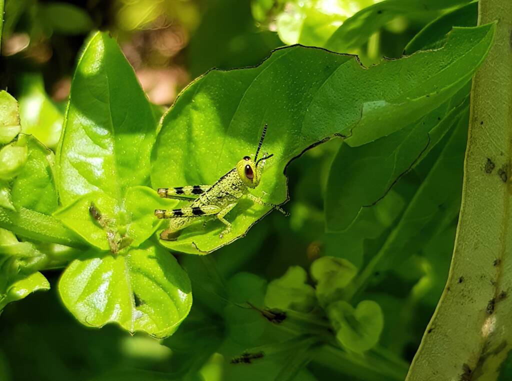 Nymph stage of Giant Grasshopper (Valanga irregularis), Alice Springs NT