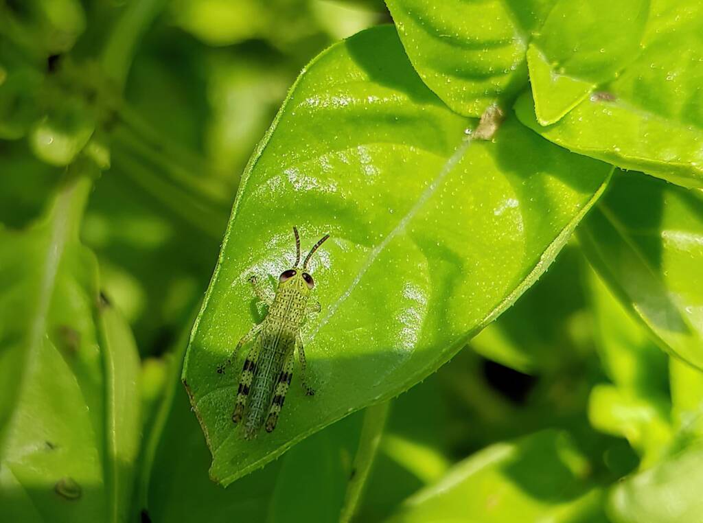 Nymph stage of Giant Grasshopper (Valanga irregularis), Alice Springs NT