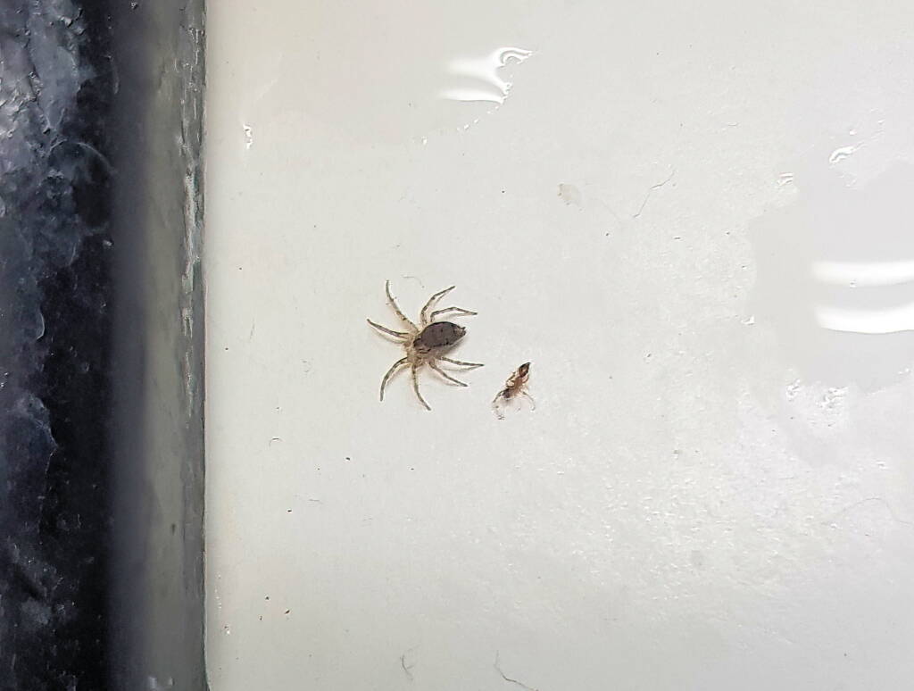 Wall Spider (Oecobius sp), Alice Springs NT