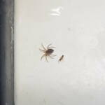 Wall Spider (Oecobius sp), Alice Springs NT
