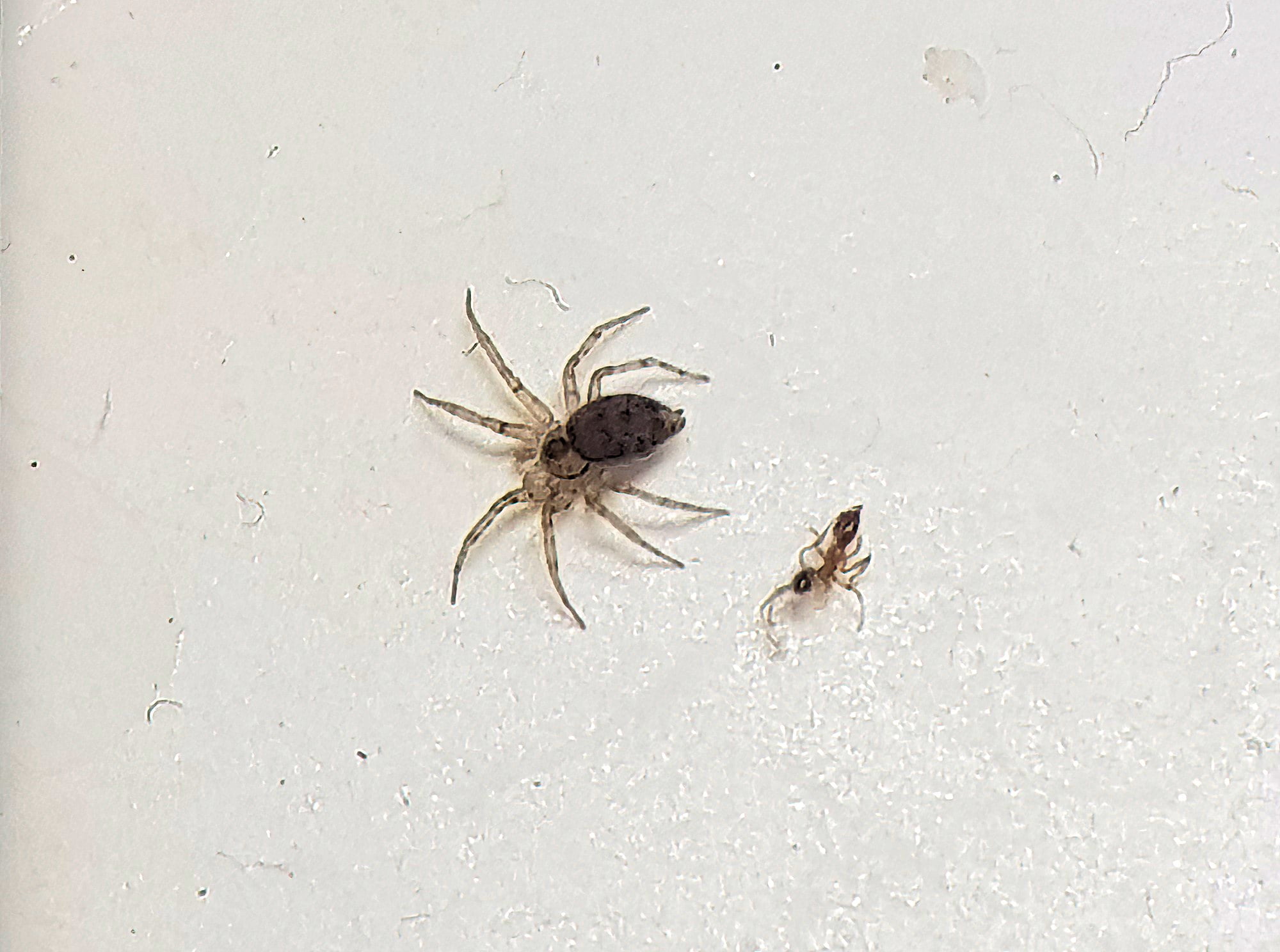 Wall Spider (Oecobius sp), Alice Springs NT