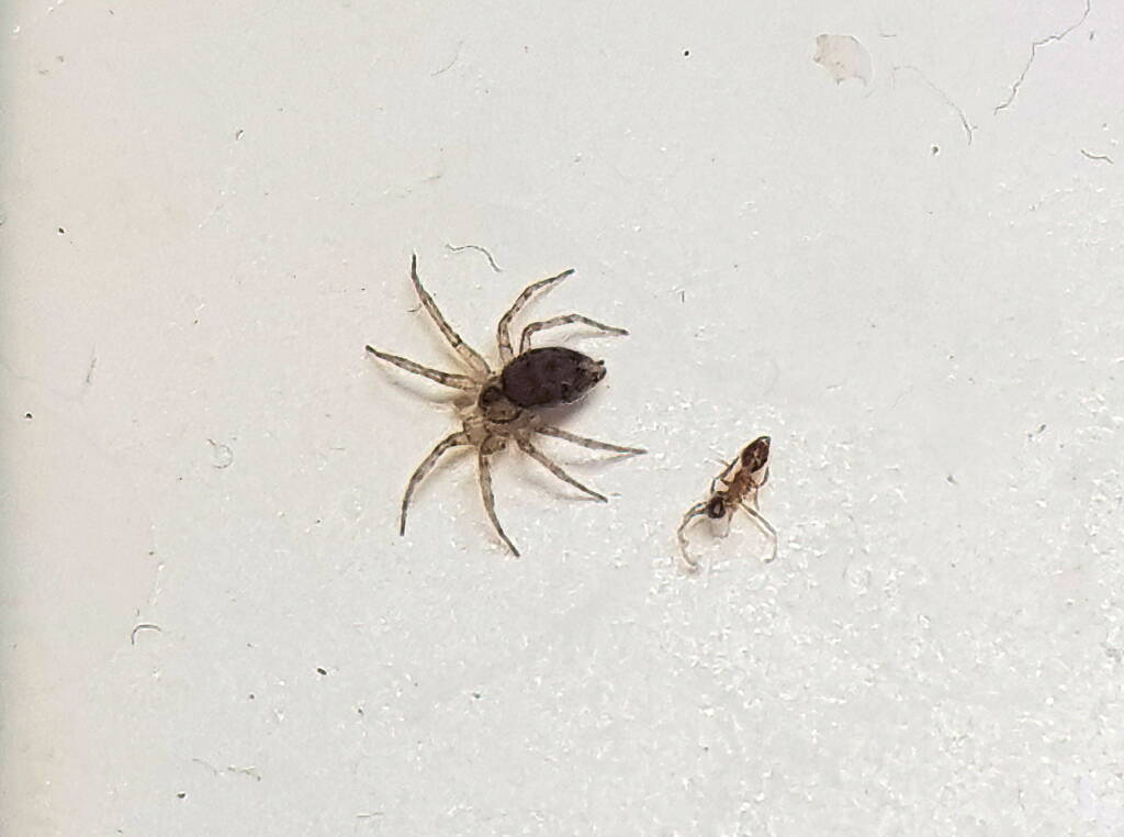 Wall Spider (Oecobius sp), Alice Springs NT