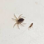 Wall Spider (Oecobius sp), Alice Springs NT