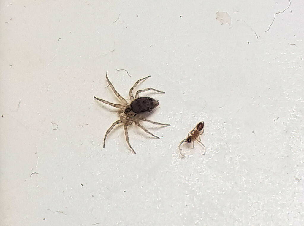 Wall Spider (Oecobius sp), Alice Springs NT