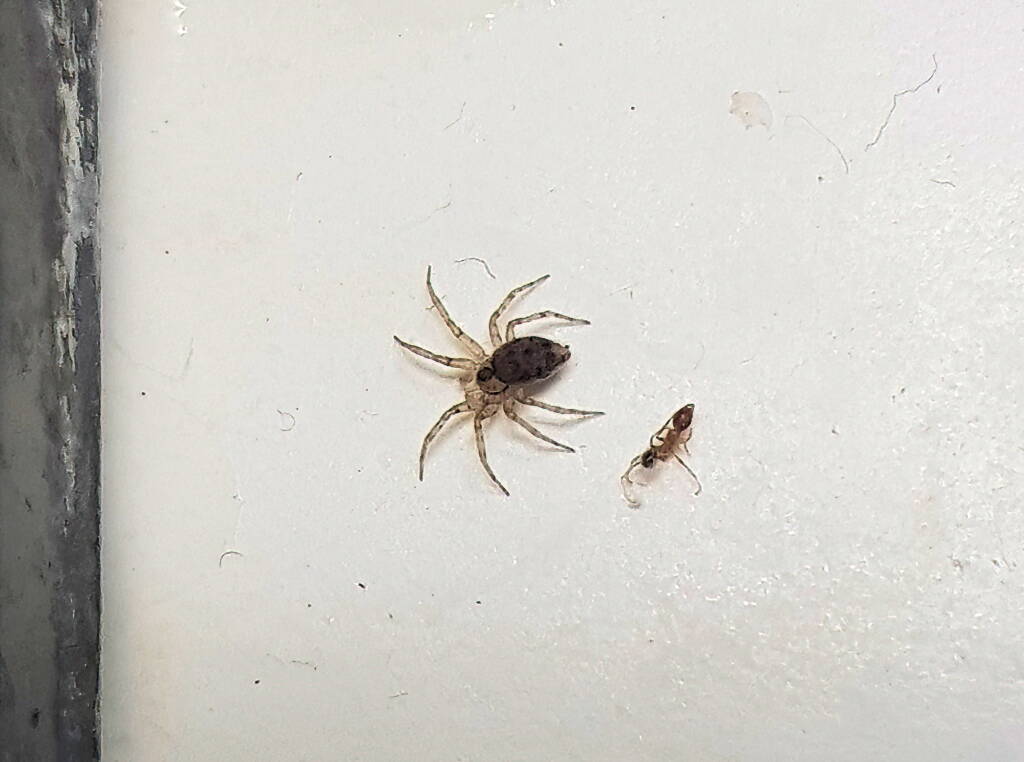 Wall Spider (Oecobius sp), Alice Springs NT